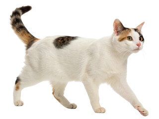 Alert japanese bobtail cat with curious expression walking in profile. beautiful domestic calico feline animal with short tail isolated on transparency background