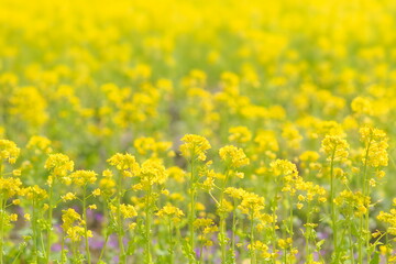 Fototapeta premium 満開の菜の花畑