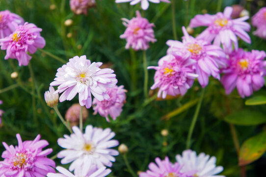 Close-up of vibrant pink and light violet daisy-like flowers with yellow centers.
