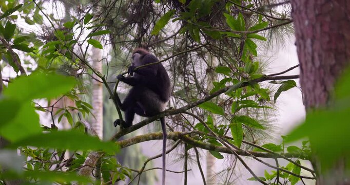 Purple-faced langur (Semnopithecus vetulus) sitting on a tree branch in Sinharaja Rainforest, Sri Lanka