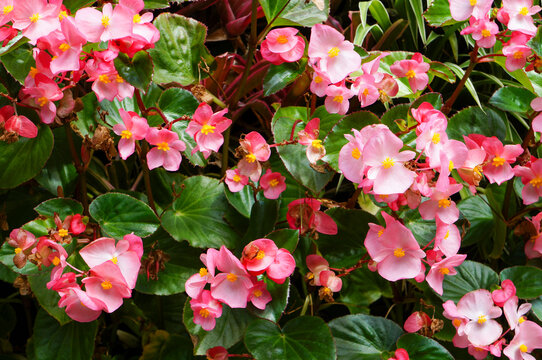 Blossoming pink wax begonias, decorative outdoor garden plants and floral texture.