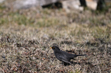 Kos (Turdus merula ), czarny ptak wczesną wiosną na trawie © Joanna