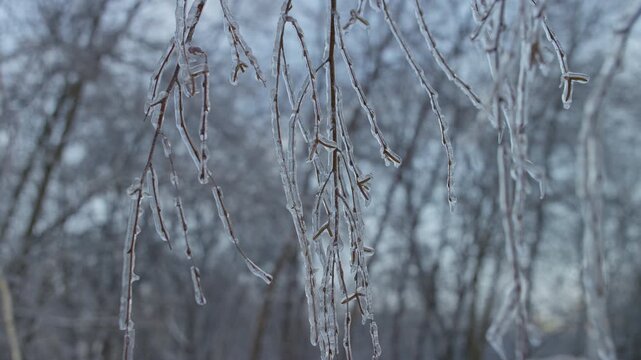 Frozen Tree Twigs Covered with Clear Ice