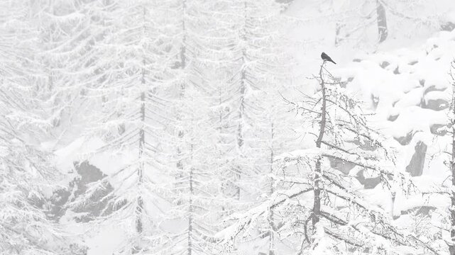 The Alpine Cough under snowflakes in the Alpine forest ( Pyrrhocorax graculus )	