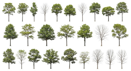 Fototapeta premium Collection of diverse trees transparent background cutout png