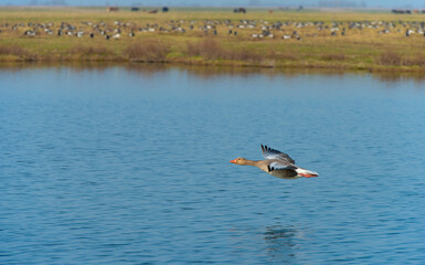 Birds flying over natural parkland in sunlight in winter, Almere, Flevoland, The Netherlands, March...