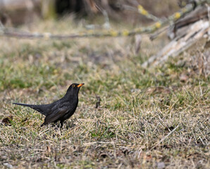 Kos (Turdus merula ), czarny ptak wczesną wiosną na trawie © Joanna