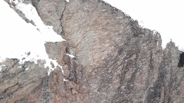 Flock of Alpine chough on alert under snowfall (Pyrrhocorax graculus)