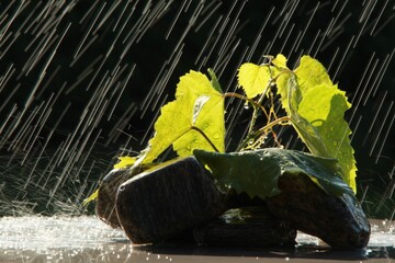 kompozycja kamieni i liści w deszczu © Dariusz