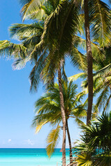 Fototapeta premium Varadero, Cuba; 04.07.2023. Beautiful, colourful sunset on the beach in Varadero, Cuba! Cote d'Azur of the Atlantic Ocean, next to the Caribbean Sea. Cuba wild palm beach background. Nature blue sea l