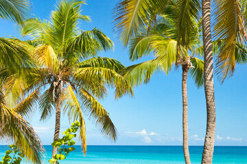 Fototapeta premium Varadero, Cuba; 04.07.2023. Beautiful, colourful sunset on the beach in Varadero, Cuba! Cote d'Azur of the Atlantic Ocean, next to the Caribbean Sea. Cuba wild palm beach background. Nature blue sea l