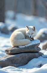 Fototapeta premium White arctic fox curls up sleeping on snowy rocks in a cold tundra landscape. This fluffy mammal has thick fur for warmth. The wild animal rests peacefully in its natural winter habitat.