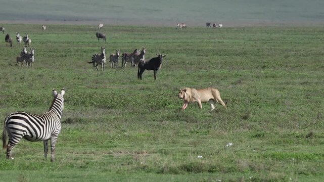 Lion in Ngorongoro Crater, Tanzania