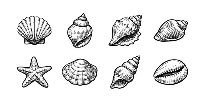 Collection of hand-drawn seashells and a starfish in a vintage sketch style