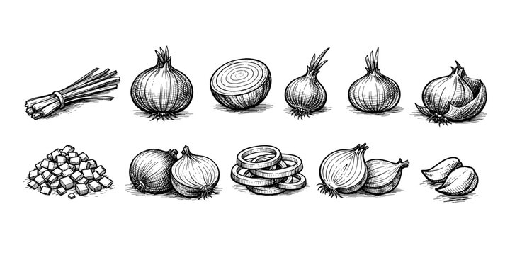 Collection of hand-drawn onions in various forms, from whole to chopped and sliced