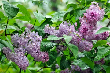 Lilas en fleurs après une averse © PPJ
