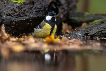 Mésange charbonnière, © JAG IMAGES