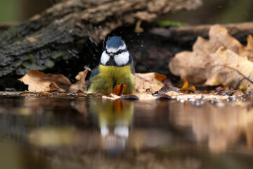 Mésange bleue, © JAG IMAGES