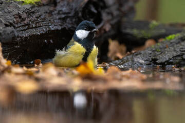 Mésange charbonnière, © JAG IMAGES