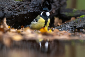 Mésange charbonnière, © JAG IMAGES