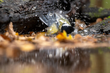 Mésange charbonnière, © JAG IMAGES