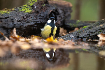 Mésange charbonnière, © JAG IMAGES
