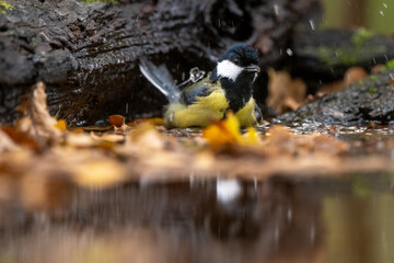 Mésange charbonnière, © JAG IMAGES