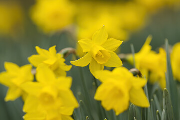 Obraz premium yellow Narcissus with green background, daffodil flower and pollen pistil, blooming daffodil, meadow with beautiful bright yellow flower