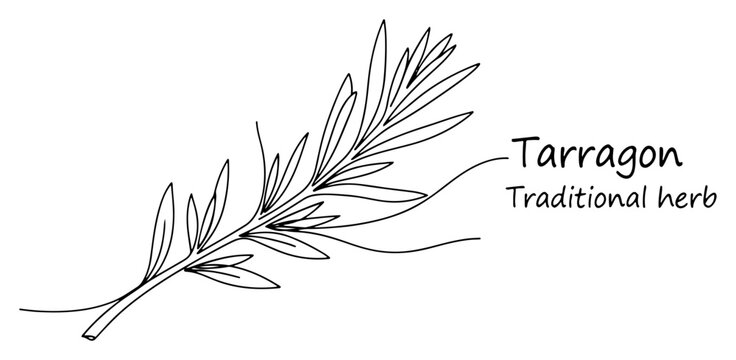 Minimalist continuous line drawing of a tarragon herb sprig with text description