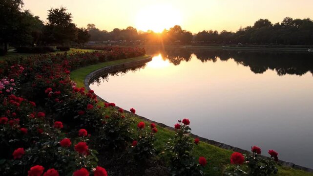 Dreamlike cinematic drone video floating above lush red rose garden bordering a still lake at golden sunrise detailed close ups of dew covered petals transitioning to panoramic lake reflection view so