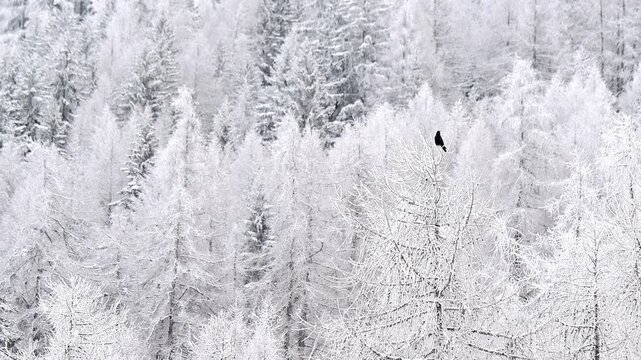 The carrion crow after snowstorm (Corvus corone)