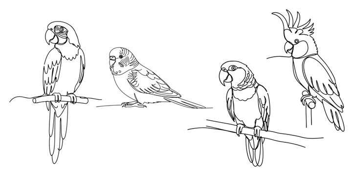Set of exotic parrot species including macaw and cockatoo drawn in minimalist line art style
