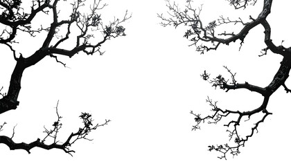 Obraz premium Silhouette of tree branches framing empty black void, suggesting night or darkness