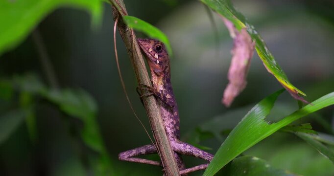 Green Forest Lizard (Calotes calotes) on a plant stem in Sinharaja Rainforest, Sri Lanka