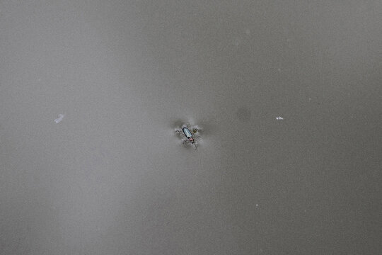 insekt wasserl&auml;ufer wasser teich