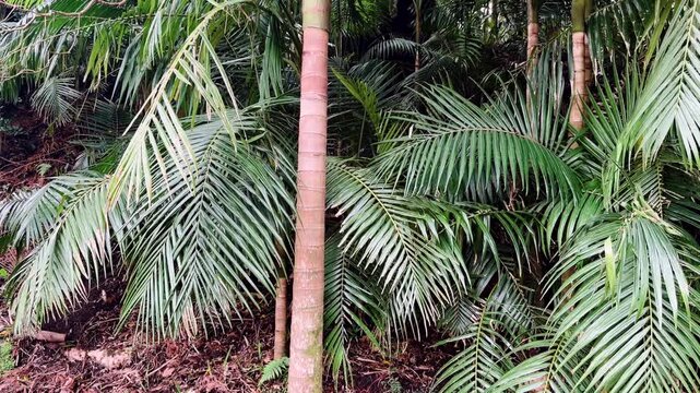 Lush green palm leaves and tropical vegetation in humid forest S&atilde;o Miguel Island Azores Portugal