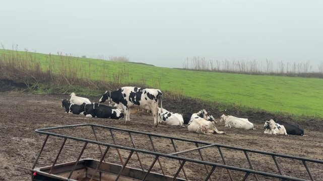 Group of black and white dairy cows resting on muddy pasture field S&atilde;o Miguel Island Azores Portugal