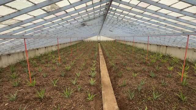 Rows of young pineapple plants growing inside greenhouse S&atilde;o Miguel Azores Portugal
