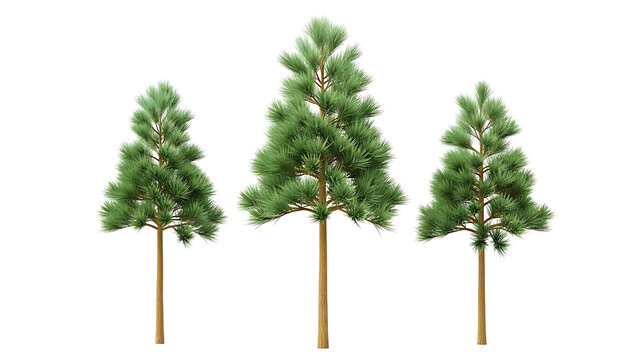 Three green pine trees with brown trunks on white background