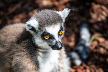 A portrait of a ring-tailed lemur with bright orange eyes © Viktoriia Paniot