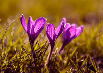 Fioletowe krokusy z kropelkami rosy w wiosennym słońcu. © mycatherina