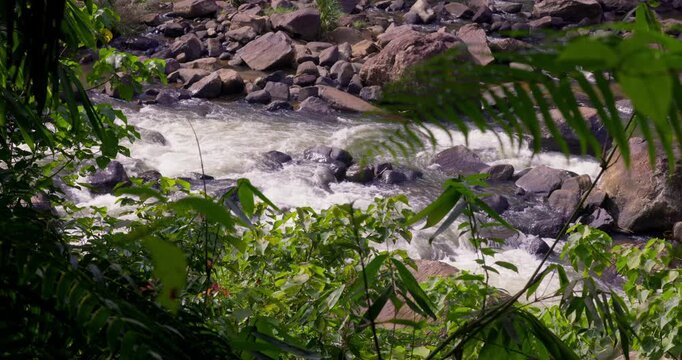 Jungle Stream with Boulders in Sinharaja Rainforest Sri Lanka