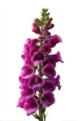 Close-up studio image of foxglove stem with purple blooms for design use