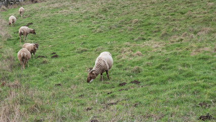 Obraz premium Group of Castlemilk Moorit sheep in meadow