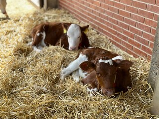 Calves on hay on the farm. Cows in a farm © Iryna