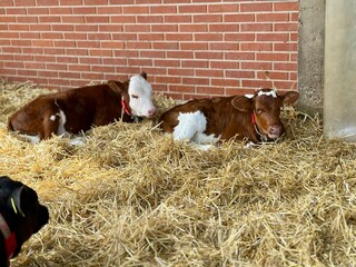Calves on hay on the farm. © Iryna