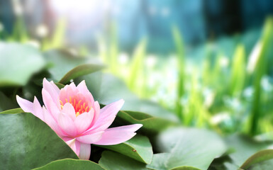 Naklejka premium Horizontal banner with blossoming lotus flower on sunny nature spring background. Summer scene with lily flower in rays of sunlight. Close-up or macro. A picturesque colorful photo with a soft focus