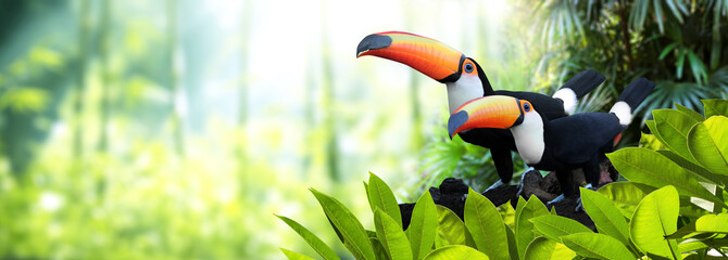 Fototapeta premium Horizontal banner with two colorful toucan birds (Ramphastidae) in a rainforest. Couple of toucan bird and leaves of tropical plants on sunny background, creating a vibrant and eye-catching scenic