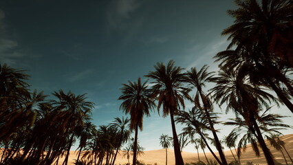 Fototapeta premium sunlit palm grove under teal sky, drone sweeping low between towering trunks, warm golden light filtering through fronds, long shadows stretching across arid