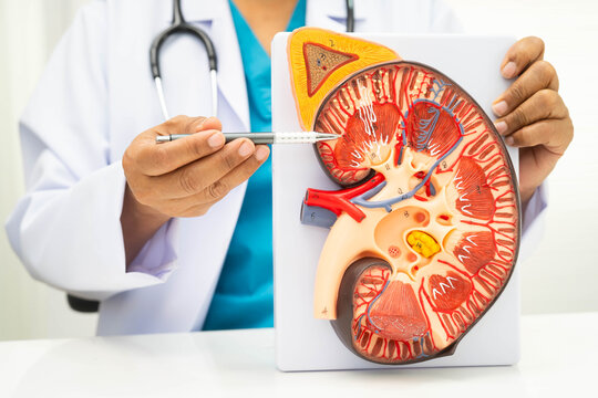 Chronic kidney disease, doctor with model for treatment urinary system, urology, Estimated glomerular filtration rate eGFR.
